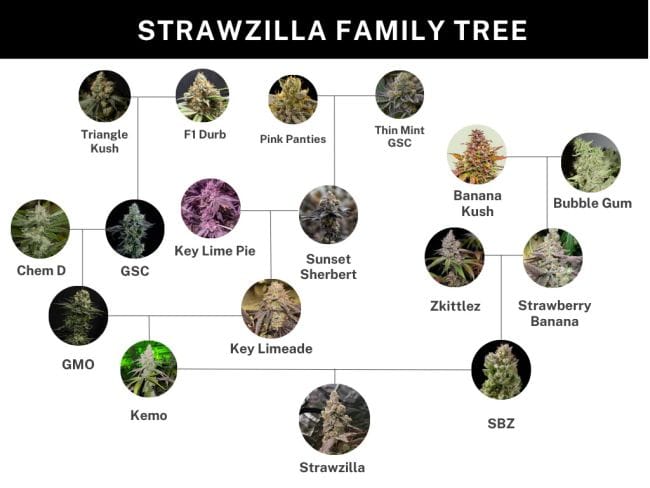 Strawzilla Feminizované Semena-UMSC-STRA-FEM