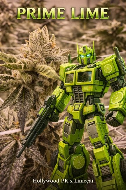 Prime Lime Feminized Seeds-UMSC-PRLI-FEM