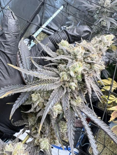 Juice Pack Feminised Seeds-UMSC-JUPA-FEM