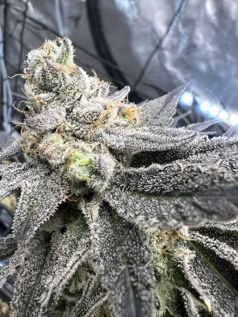 Juice Pack Feminised Seeds-UMSC-JUPA-FEM