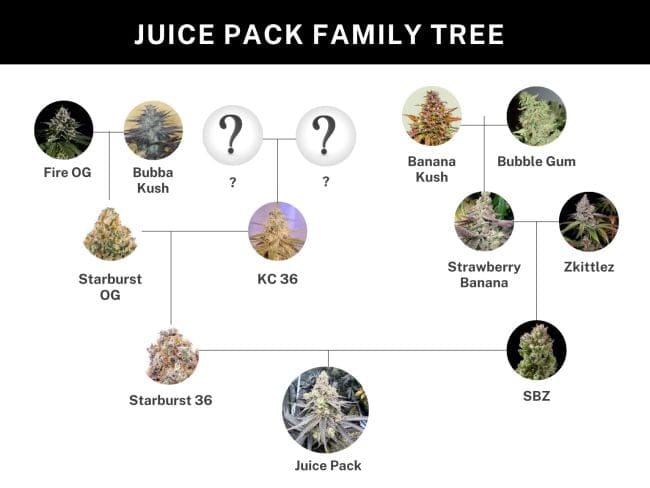 Juice Pack Femminizzati Semi-UMSC-JUPA-FEM