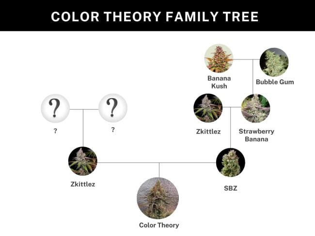 Color Theory Feminizada Semillas-UMSC-COTH-FEM