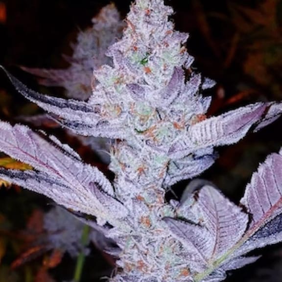 GMO Zkittlez F1 Regulär Samen-ETHO-GMOZKF1-REG