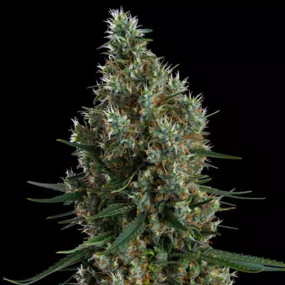 Zweet Inzanity RBX Feminised Seeds-ETHO-ZWINRBX-FEM
