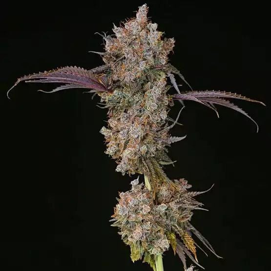 XXX Feminised Seeds-ETHO-XXX-FEM