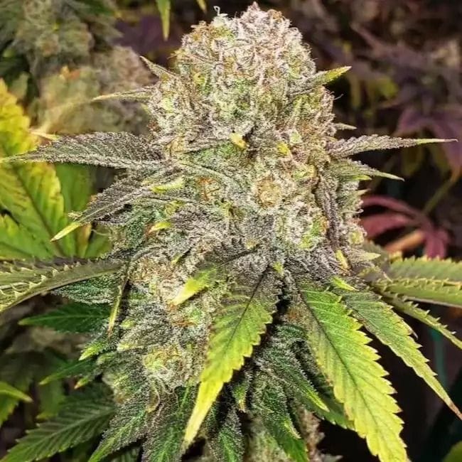 Master Kush RBX θηλυκοποιημένα σπόροι-ETHO-MAKURBX-FEM
