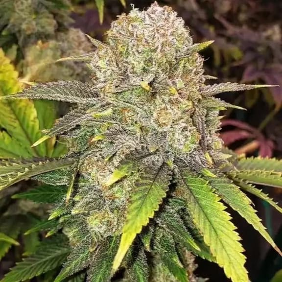 Master Kush RBX Feminised Seeds-ETHO-MAKURBX-FEM