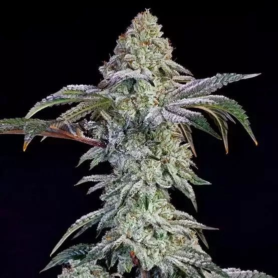 Grandpa's Cookies #6 S1 Feminisiert Samen-ETHO-GRCO6S1-FEM