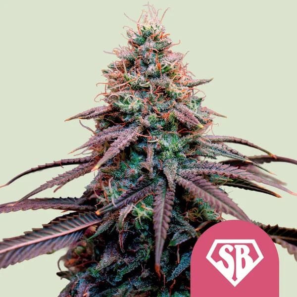 Super Boof Feminizované Semena-RQS-SUBO-FEM