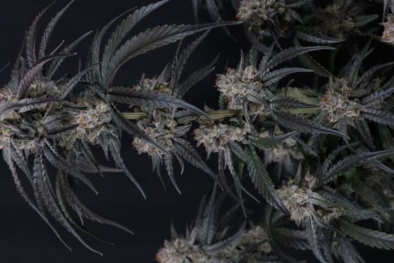 Mango Frost Auto Feminisiert Samen-FB-MAFR-AUTO-FEM