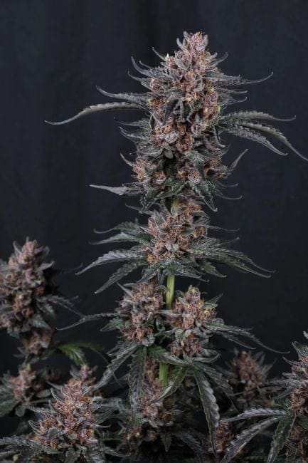Mango Cherry Runtz Auto Feminisiert Samen-FB-MACR-AUTO-FEM