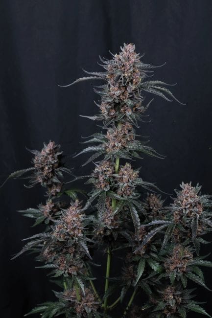 Mango Cherry Runtz Auto Feminisiert Samen-FB-MACR-AUTO-FEM