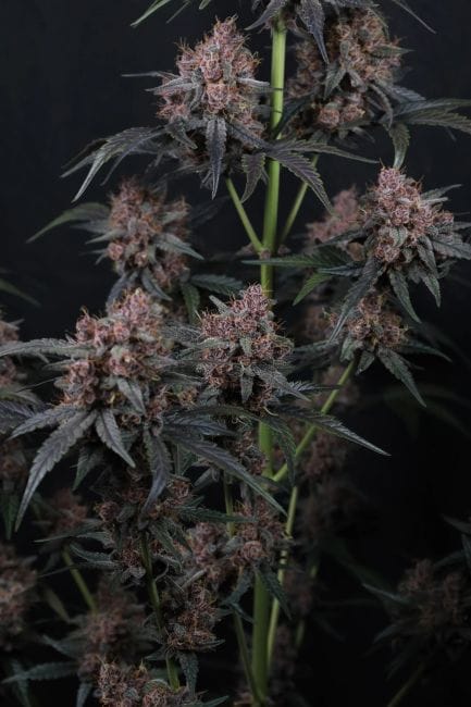 Mango Cherry Runtz Auto Feminisiert Samen-FB-MACR-AUTO-FEM
