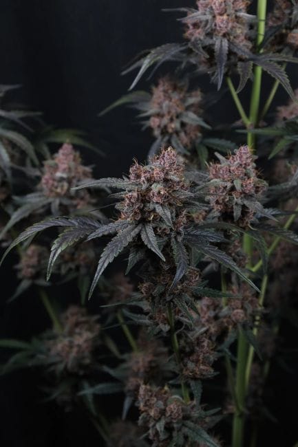 Mango Cherry Runtz Auto Feminisiert Samen-FB-MACR-AUTO-FEM