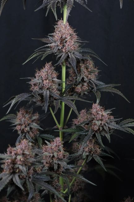 Mango Cherry Runtz Auto Feminisiert Samen-FB-MACR-AUTO-FEM