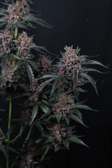 Mango Cherry Runtz Auto Feminisiert Samen-FB-MACR-AUTO-FEM
