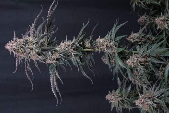 Mendo Cherry Cookies Auto Feminisiert Samen-FB-MECC-AUTO-FEM
