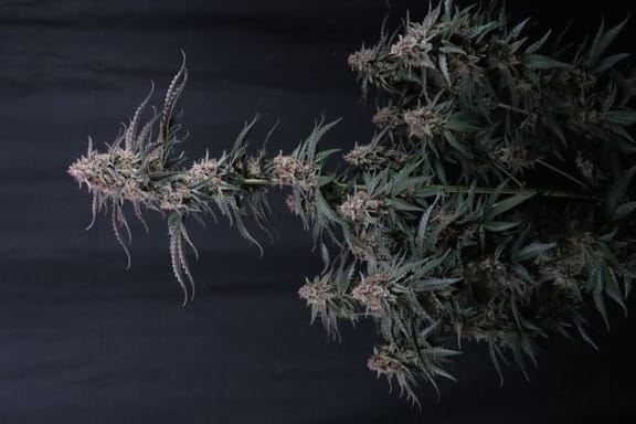 Mendo Cherry Cookies Auto Feminisiert Samen-FB-MECC-AUTO-FEM