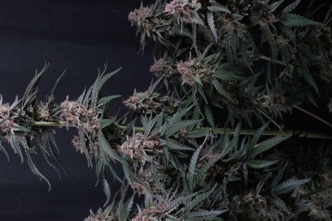 Mendo Cherry Cookies Auto Feminisiert Samen-FB-MECC-AUTO-FEM