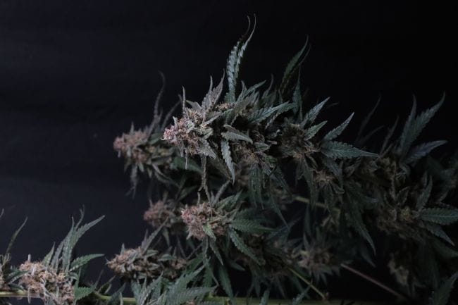 Mendo Cherry Cookies Auto Feminisiert Samen-FB-MECC-AUTO-FEM