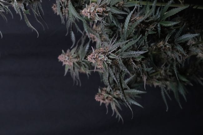 Mendo Cherry Cookies Auto Feminisiert Samen-FB-MECC-AUTO-FEM