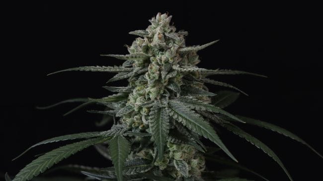 Banana Frost Auto Feminiseret Frø-FB-BAFR-AUTO-FEM