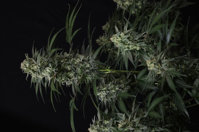 Banana Frost Auto Feminiseret Frø-FB-BAFR-AUTO-FEM