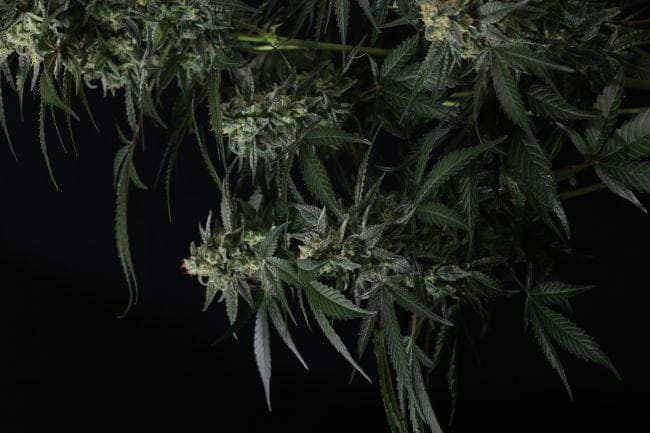 Banana Frost Auto Feminiseret Frø-FB-BAFR-AUTO-FEM