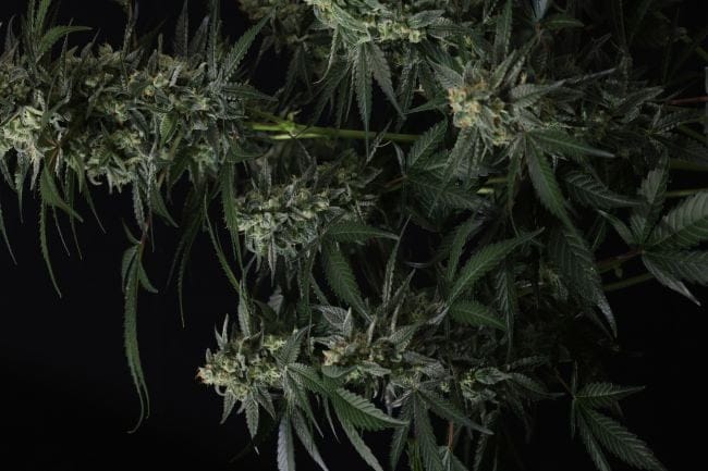 Banana Frost Auto Feminiseret Frø-FB-BAFR-AUTO-FEM