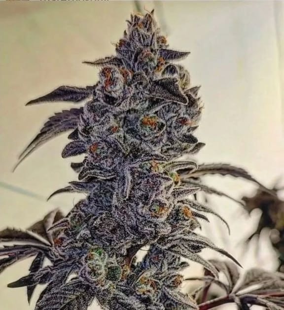 Fuego'z R1 Feminised Seeds-ETHO-FUZR1-FEM