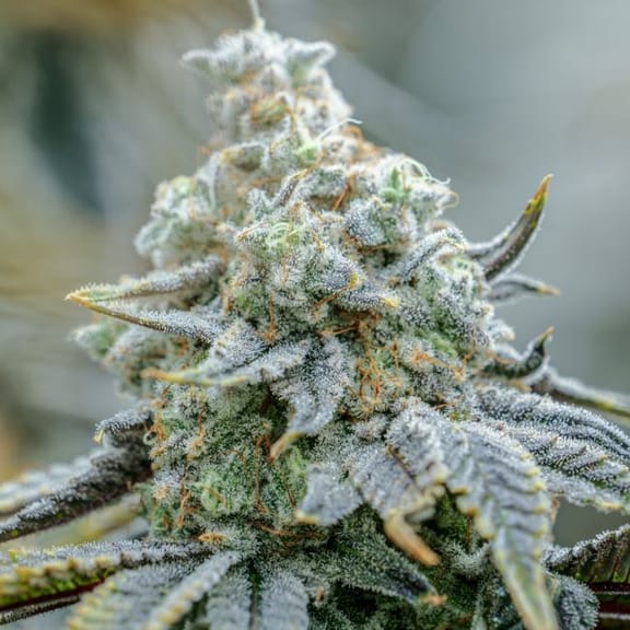 Endless Frost Clones-SMAN-CL-ENBI-ENFR