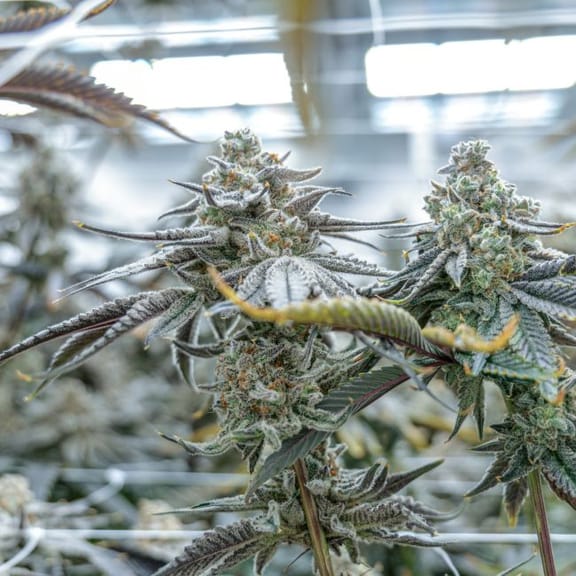 Endless Frost Clones-SMAN-CL-ENBI-ENFR
