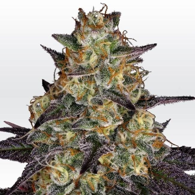 El Dorado OG Feminised Seeds-PARA-ELDO-FEM