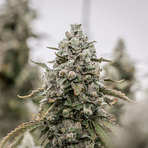 Daily Grape Clones-SMAN-CL-ENBI-DAGR