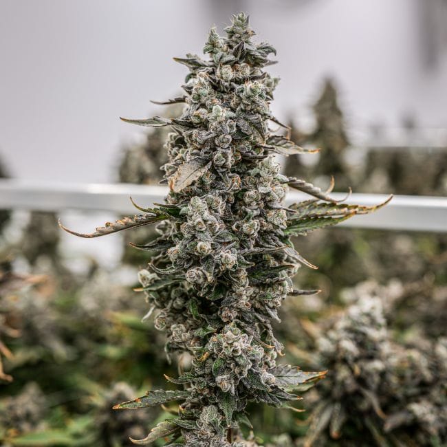 Daily Grape Clones-SMAN-CL-ENBI-DAGR