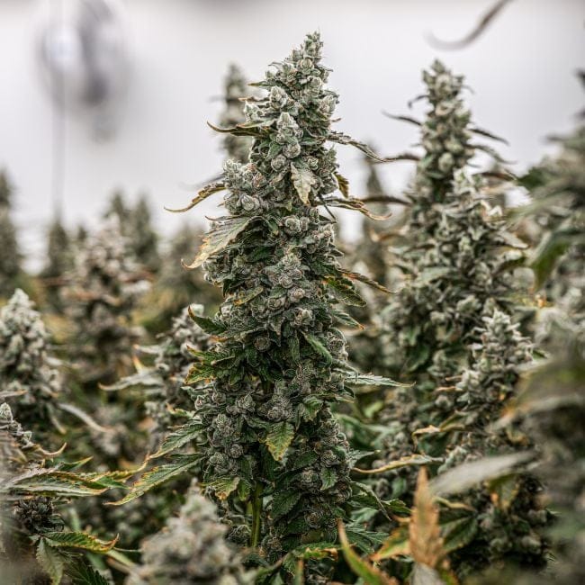 Daily Grape Clones-SMAN-CL-ENBI-DAGR