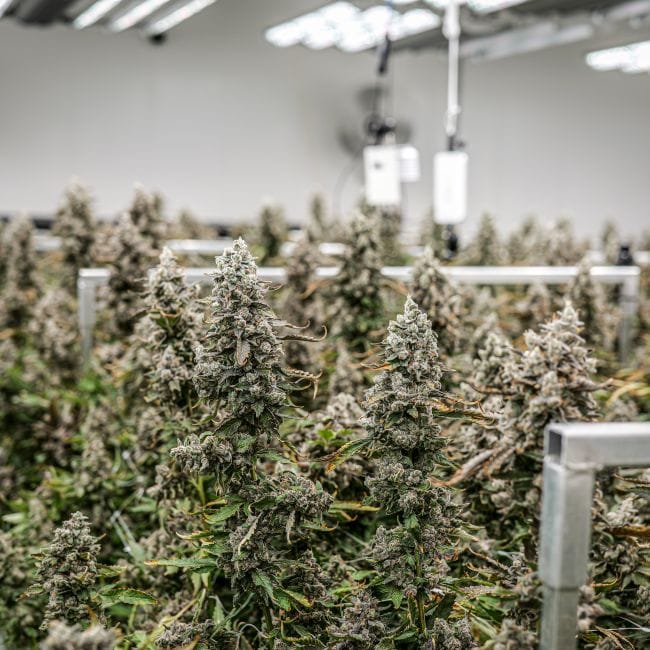 Daily Grape Clones-SMAN-CL-ENBI-DAGR