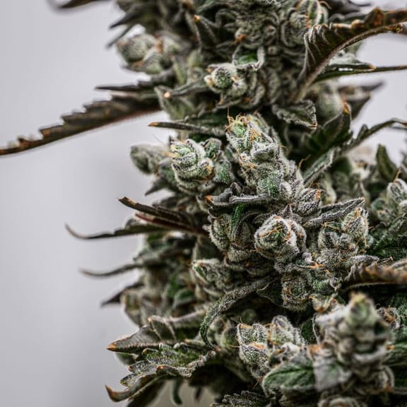 Daily Grape Clones-SMAN-CL-ENBI-DAGR