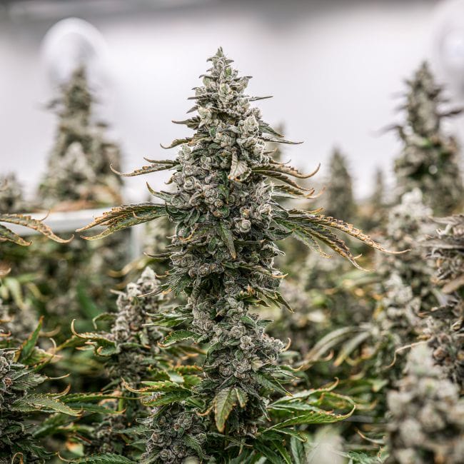 Daily Grape Clones-SMAN-CL-ENBI-DAGR