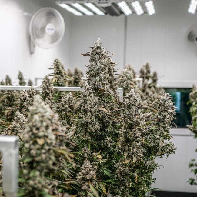 Daily Grape Clones-SMAN-CL-ENBI-DAGR
