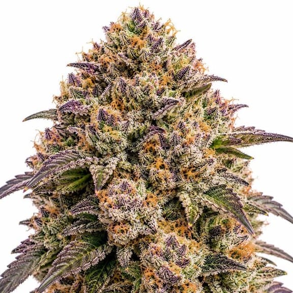 Fruity Gum Clones-SMAN-CL-ZEN-FRGU