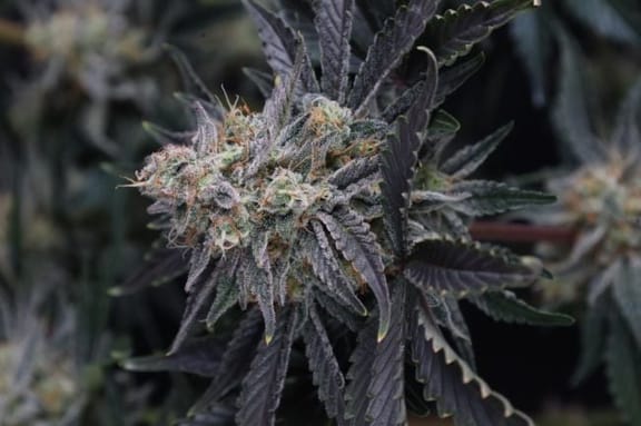 Mendo Frost Auto Feminised Seeds-FB-MEFR-AUTO-FEM
