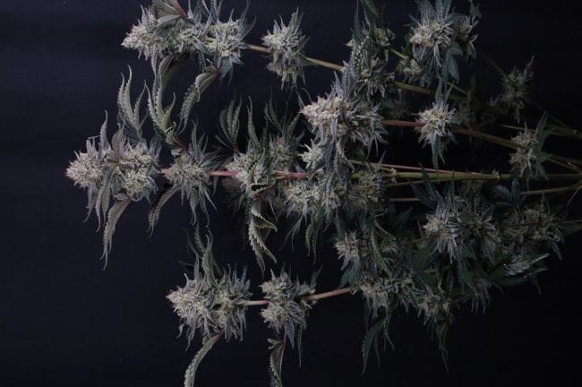 Mendo Frost Auto Feminised Seeds-FB-MEFR-AUTO-FEM