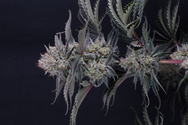 Mendo Frost Auto Feminised Seeds-FB-MEFR-AUTO-FEM