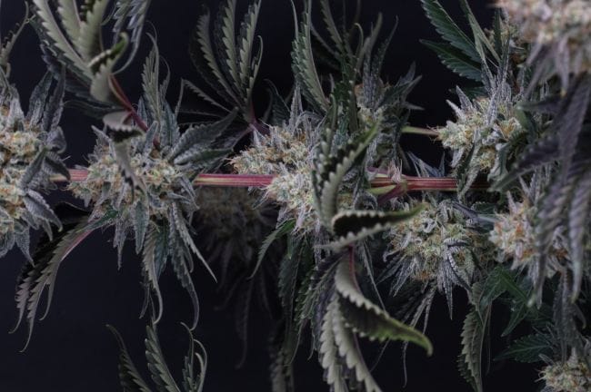 Mendo Frost Auto Feminised Seeds-FB-MEFR-AUTO-FEM