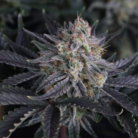 Mendo Frost Auto Feminized Seeds-FB-MEFR-AUTO-FEM