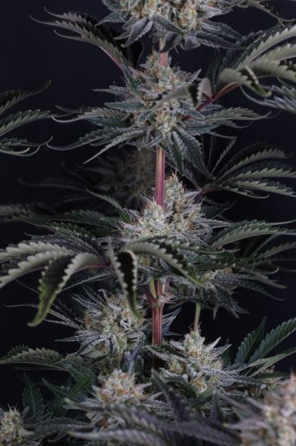 Mendo Frost Auto Feminized Seeds-FB-MEFR-AUTO-FEM