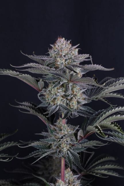 Mendo Frost Auto Feminized Seeds-FB-MEFR-AUTO-FEM