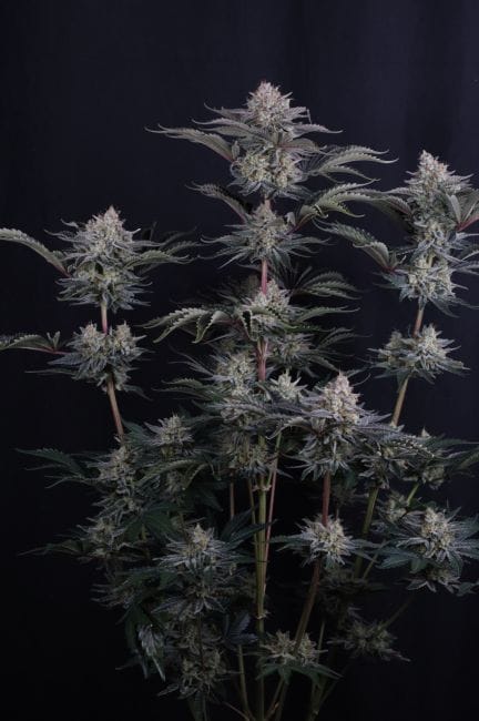Mendo Frost Auto Feminized Seeds-FB-MEFR-AUTO-FEM