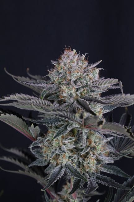 Mendo Frost Auto Feminized Seeds-FB-MEFR-AUTO-FEM